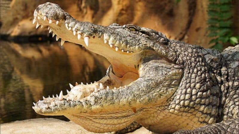 Mơ thấy cá sấu mang tới điềm gì?